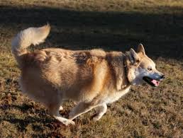 I learned something this week that broke my heart. My Dog Died I Can T Get Over It I Don T Think I Wanna Live Anymore Loss Of A Pet Grieving Com Help For Coping With Loss Types Child Mother Father Wife