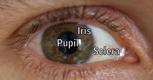 Image result for Pupil