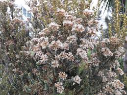 Image result for Eriocephalus microphyllus