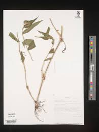 Image result for Commelina nigritana