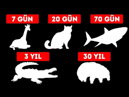 Hayvanlar Acliga Ne Kadar Dayanabilir Youtube
