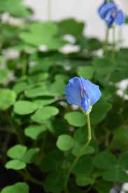 Image result for Parochetus communis