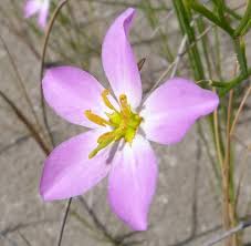 Image result for Sebaea leiostyla