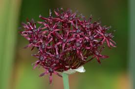 We did not find results for: Flowers That Bloom In June Best Picks For Zone 5