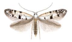 Image result for argyresthia thuiella thuja symptoms