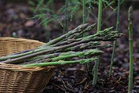 How Are Male Female Asparagus Plants Different Gardener S Path Asparagus Plant Backyard Vegetable Gardens Plants