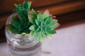 And this is where most people get confused. Propagating Succulents In Water Kellogg Garden Organics