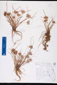 Image result for Pycreus pumilus