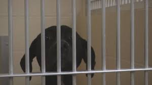 (218) 727.0128 4259 haines road, hermantown, mn 55811. Animal Allies Offering Discount Adoption Fees Fox21online