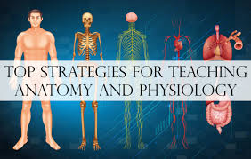 Unlike the previous app, this one comes with extensive study tools with a practice manager and gamified as noted above we have listed the best anatomy android app for medical students and clinical doctors. Top Strategies For Teaching Anatomy And Physiology