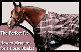 The Perfect Fit How To Measure For A Horse Blanket Big