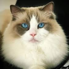 Testosterone increases glandular secretions, said dr. 50 Best Irish Cat Names Cat Names Cats Cat Allergies