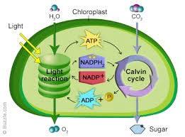 Yes photosynthesis cactuses do.cactus is a type of plant. Does Photosynthesis Occur In Plants And Animals Dfoxsejiqawl