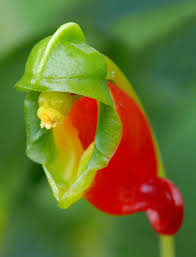 Image result for Impatiens keilii