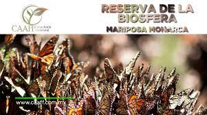 Caaff Reserva De La Biosfera Mariposa Monarca