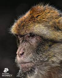 Monkey Monkey Spider Monkey Vervet Monkey