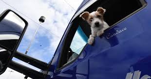 Through the viewfinder: Convoy canine