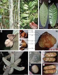 Image result for Uvaria tanzaniae