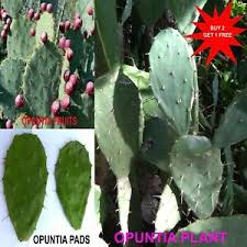 Not overly sweet, yet delicious and easily assumed into different drink concepts. Opuntia Prickly Pear Paddle Cactus Tuna 2 Un Rooted Pads For Planting Ebay