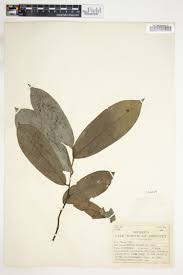 Image result for Annickia lebrunii