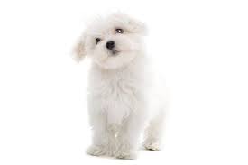 C Est Bon A Savoir Chocolat Et Chien Non En 2020 Chien Chocolat Toutous