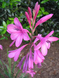 Image result for Watsonia