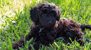 Many soon to be pet. Poodle Mixes 61 Different Types Of Doodle Cross Breeds