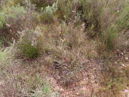 Image result for Hyparrhenia rudis