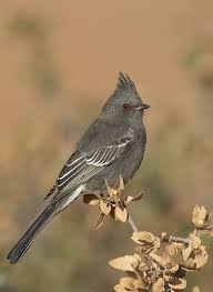 Birds Of Arizona Desert Phainopepla Arizona Birds Rare Birds Beautiful Birds