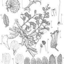 Image result for Caesalpinia cassioides