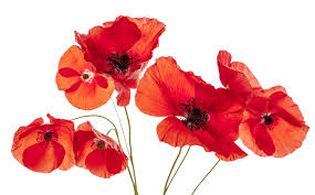 Il est aussi associé au souvenir des combattants tombés au champ d'honneur. Wedding Flower Bouquet 960 597 Transprent Png Free Download Plant Flower Coquelicot Cleanpng Kisspng