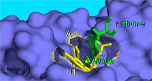 Suddenly, the bank gave way and i fell into the floodwaters. Cellular Small Molecules Contribute To Twister Ribozyme Catalysis Journal Of The American Chemical Society X Mol