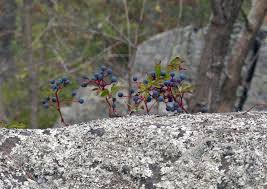 Image result for Parthenocissus quinquefolia