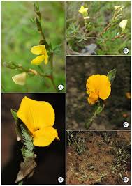 Image result for Zornia setosa