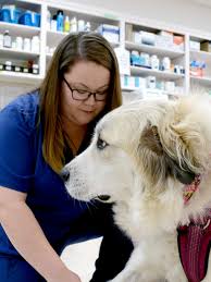 Simply browse emergency vet near me on the map below and find a list of emergency vet clinics open near you. Emergency Care Services Veterinary Emergency Services