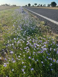 Image result for Wahlenbergia undulata