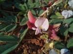 Image result for Tephrosia meisneri