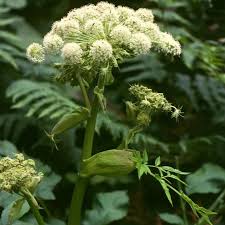 Image result for Angelica