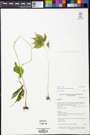 Image result for Impatiens austrotanzanica