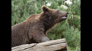 Things to do near parc chloro'fil. Une Petite Visite Au Parc Animalier Des Pyrenees A Argeles Gazost Youtube