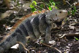 Pink Rhino Iguana Photo From Florida Iguana And Tortoise Breeders Farm This Is A Type Of Green Iguana That Originates From U Iguana Green Iguana Bold Black