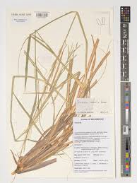 Image result for Sporobolus consimilis