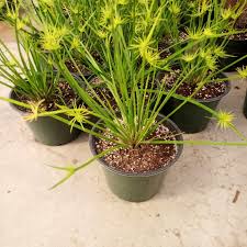Image result for Cyperus clavinux
