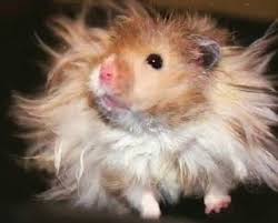 My current focus is on understanding and documenting the color genetics of the campbells dwarf hamsters. What You Need To Know Before Adopting A Teddy Bear Hamster Small Animal Planet