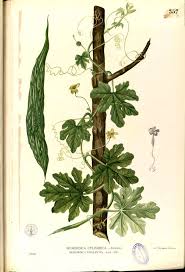Image result for Momordica pterocarpa