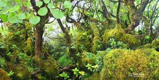 Hawaii Tropical Fruit Growers