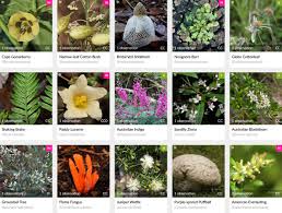 Image result for Psychotria sublyrata