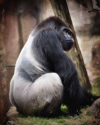 Silverback By Lana Trussell Silverback Gorilla Animals Wild Gorilla