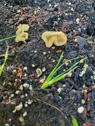 Image result for Tinnea vesiculosa