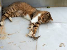 What id the use adver of place. Insects That Are Toxic To Cats And A Few That Aren T